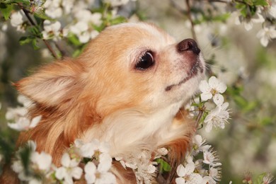 Photo of Cute fluffy Chihuahua dog near blossoming bush outdoors, closeup