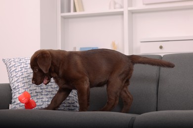 Photo of Cute chocolate Labrador Retriever puppy with toy on sofa at home. Lovely pet