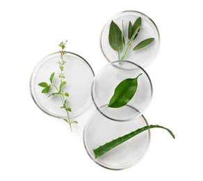 Petri dishes with different plants isolated on white, top view