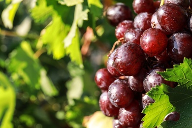 Fresh ripe juicy grapes growing on branch outdoors, closeup