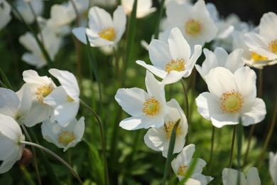 Photo of Beautiful blossoming Japanese anemone flowers outdoors on spring day