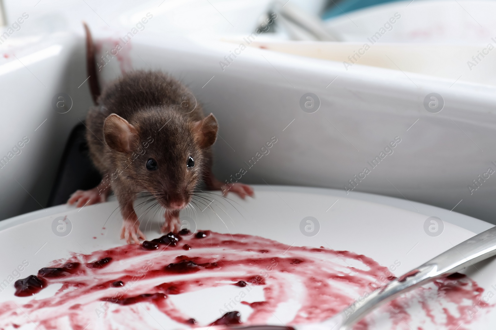 Photo of Rat and dirty dishes in kitchen sink, closeup. Pest control