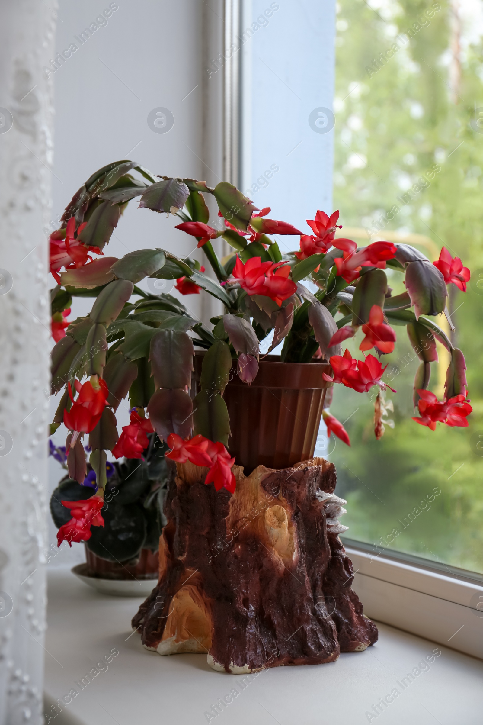 Photo of Beautiful blossoming crab cactus on window sill
