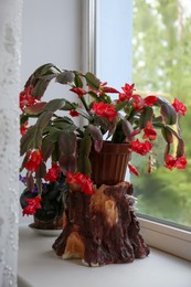 Photo of Beautiful blossoming crab cactus on window sill