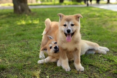 Photo of Funny adorable Akita Inu puppies in park
