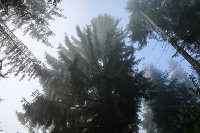Beautiful coniferous trees in forest on foggy day, low angle view