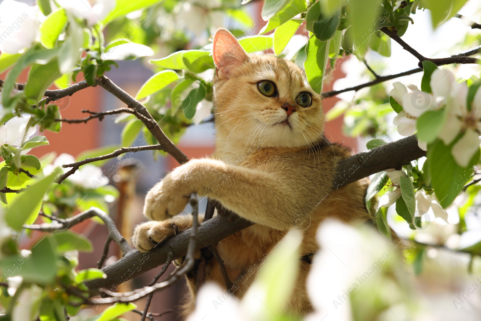 Photo of Cute cat among blossoming spring tree branches outdoors