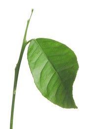 Green leaf of lemon tree isolated on white