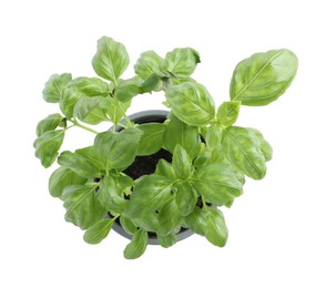 Photo of Aromatic green potted basil isolated on white, top view