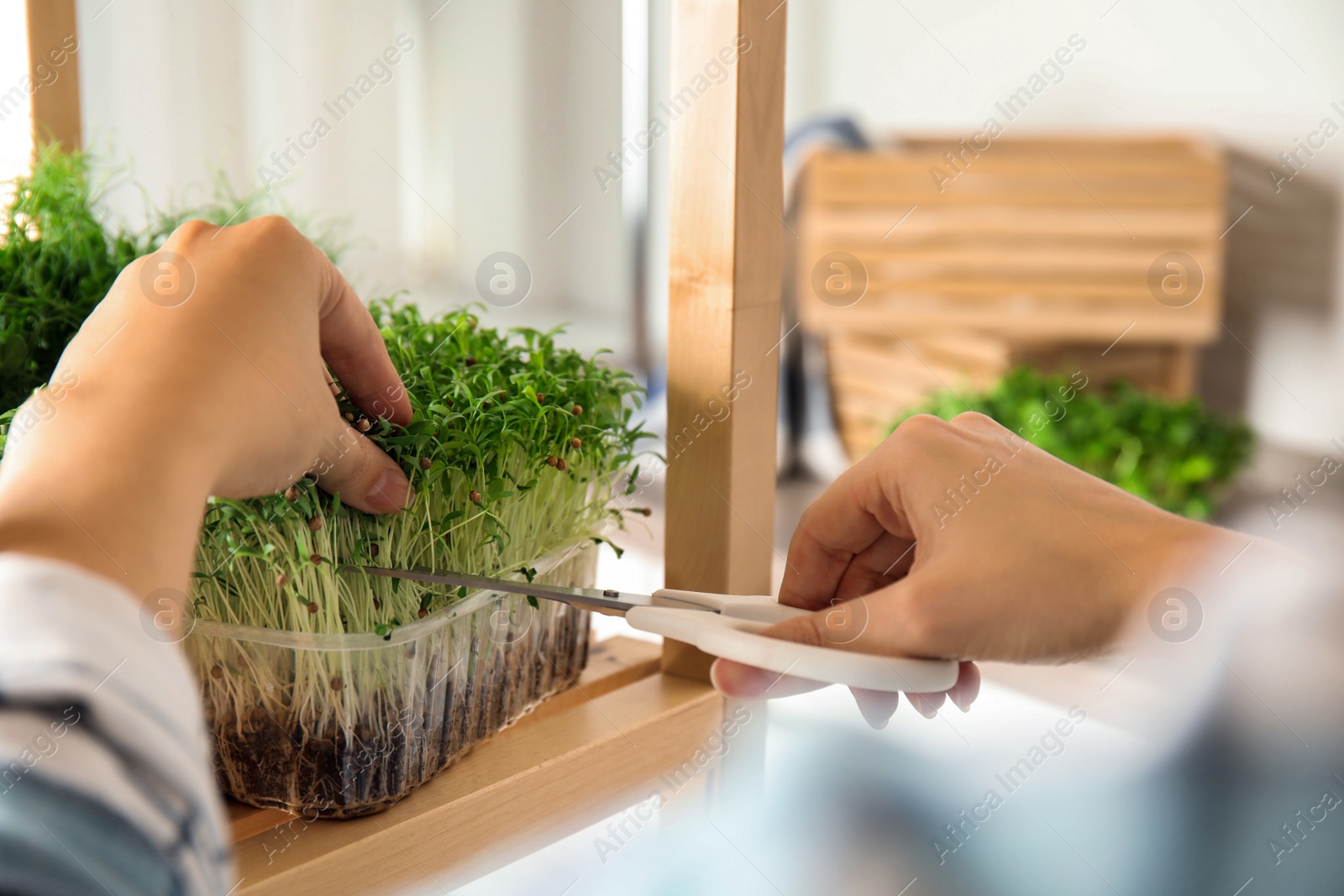 Photo of Woman pruning fresh organic microgreen indoors, closeup