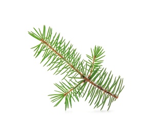 Branch of Christmas tree on white background