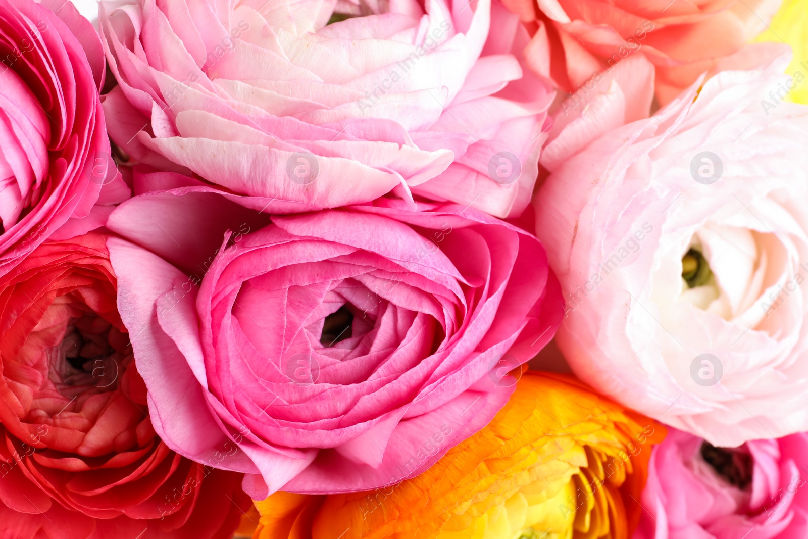 Photo of Bouquet of beautiful ranunculus flowers, closeup view