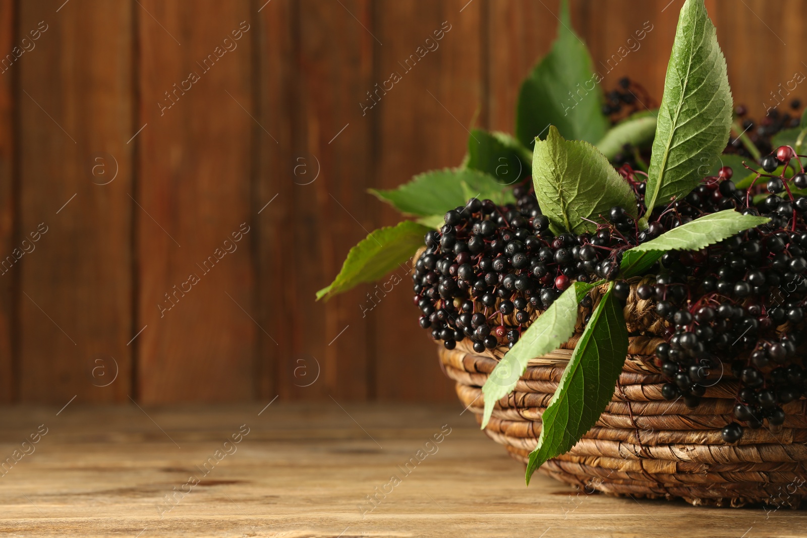 Photo of Ripe elderberries with green leaves in wicker basket on wooden table, space for text