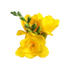 Photo of Beautiful yellow freesia flowers on white background