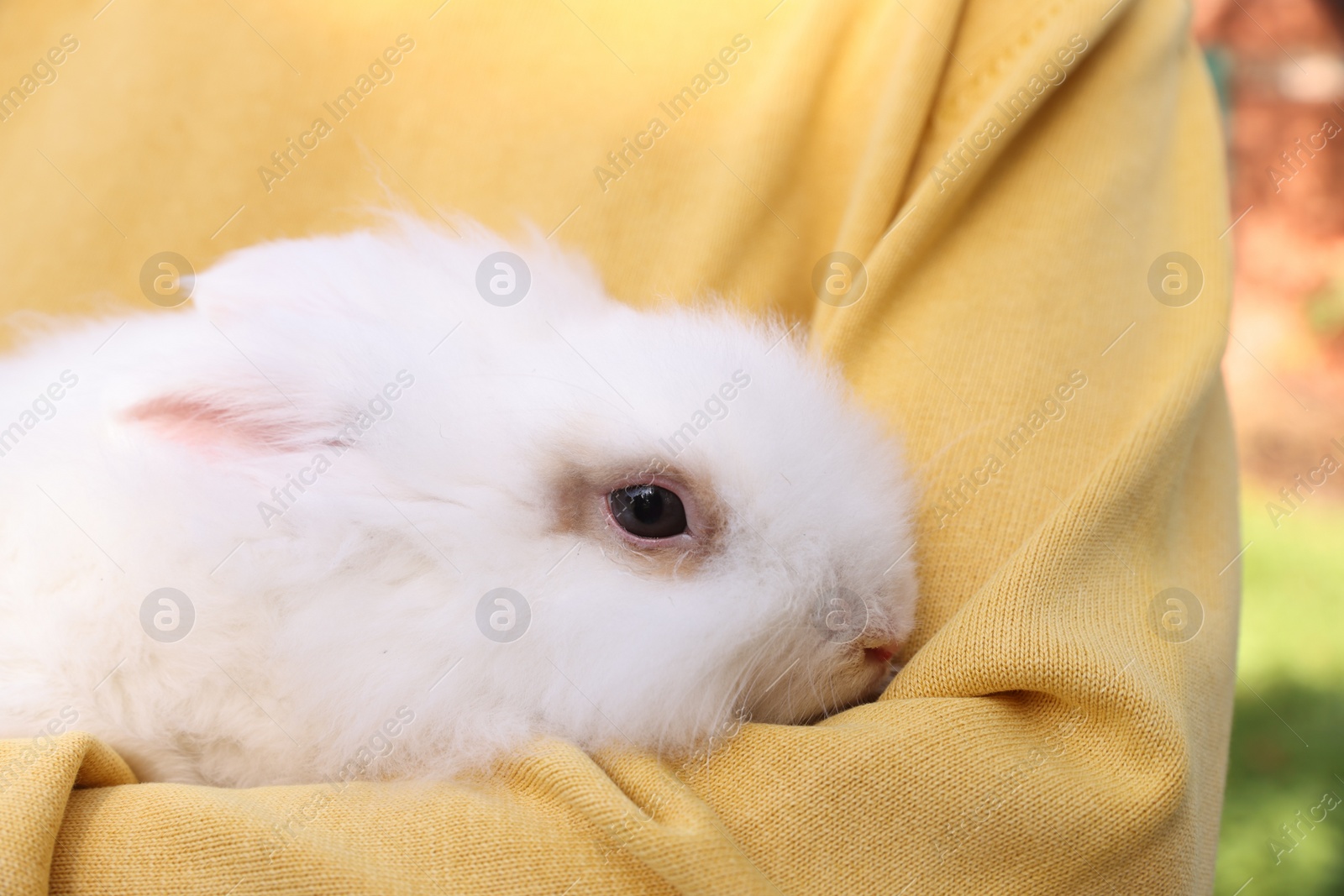 Photo of Woman with cute fluffy white pet rabbit outdoors, closeup