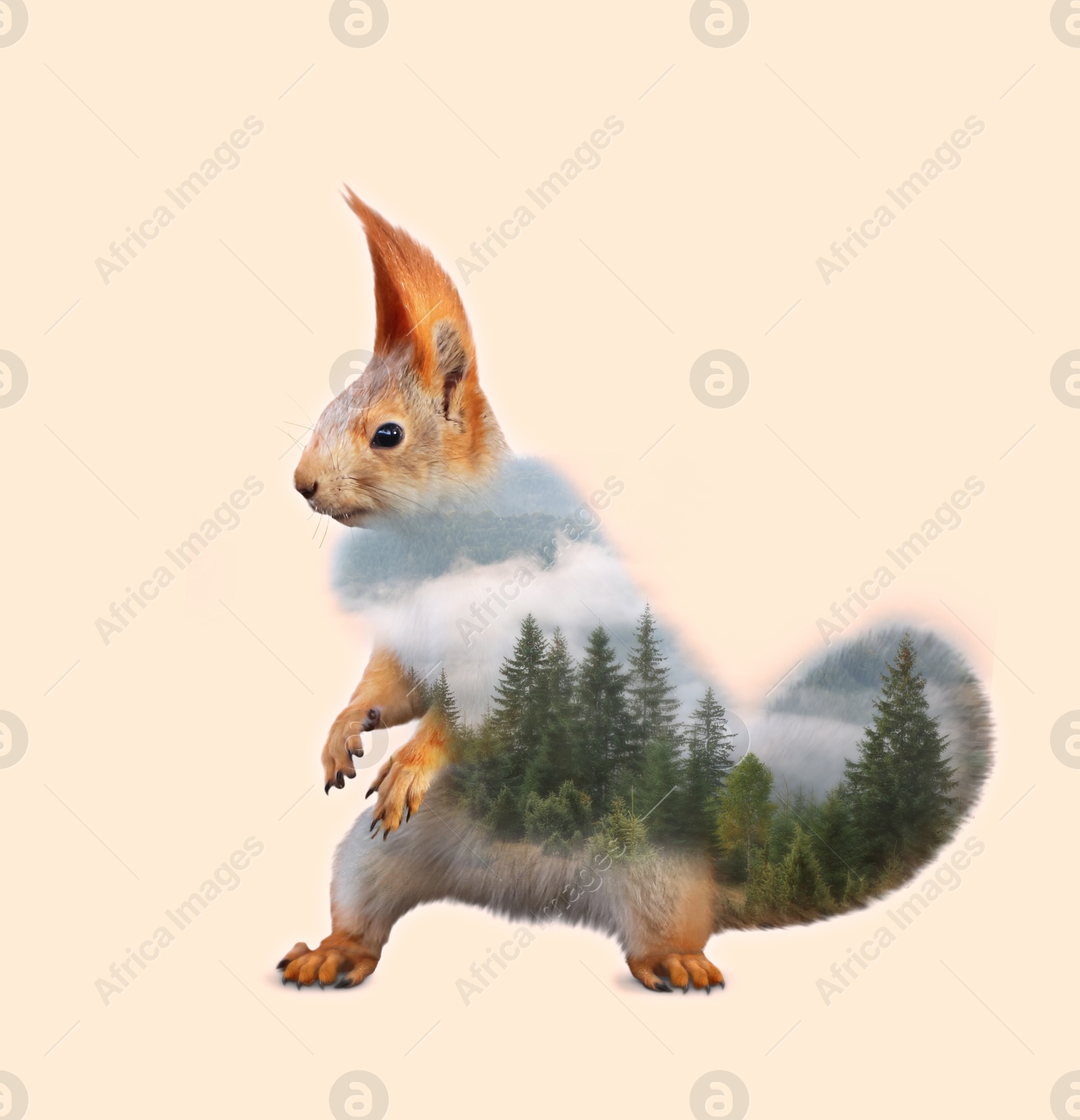 Image of Double exposure of cute squirrel and foggy forest