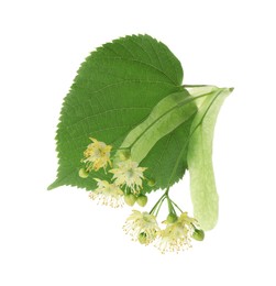 Beautiful linden tree blossom with young fresh green leaf isolated on white