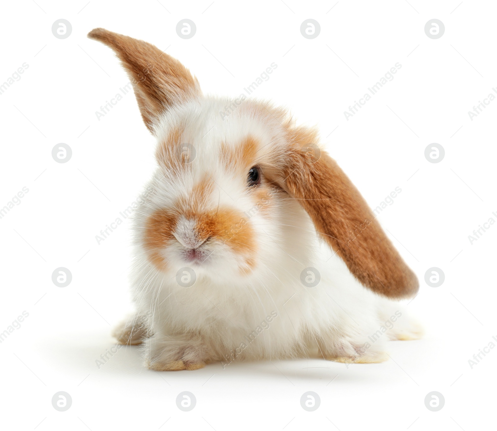 Photo of Cute fluffy bunny on white background