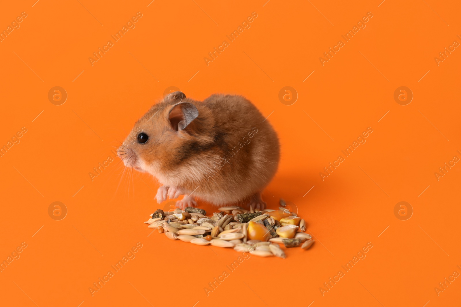 Photo of Adorable hamster and pile of seeds on orange background