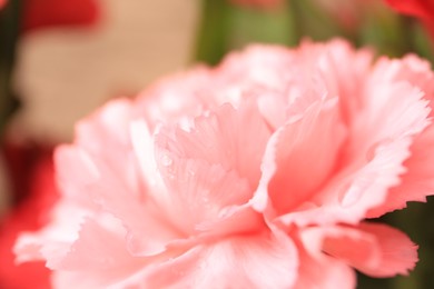 Photo of Tender carnation flower with water drops on blurred background, closeup