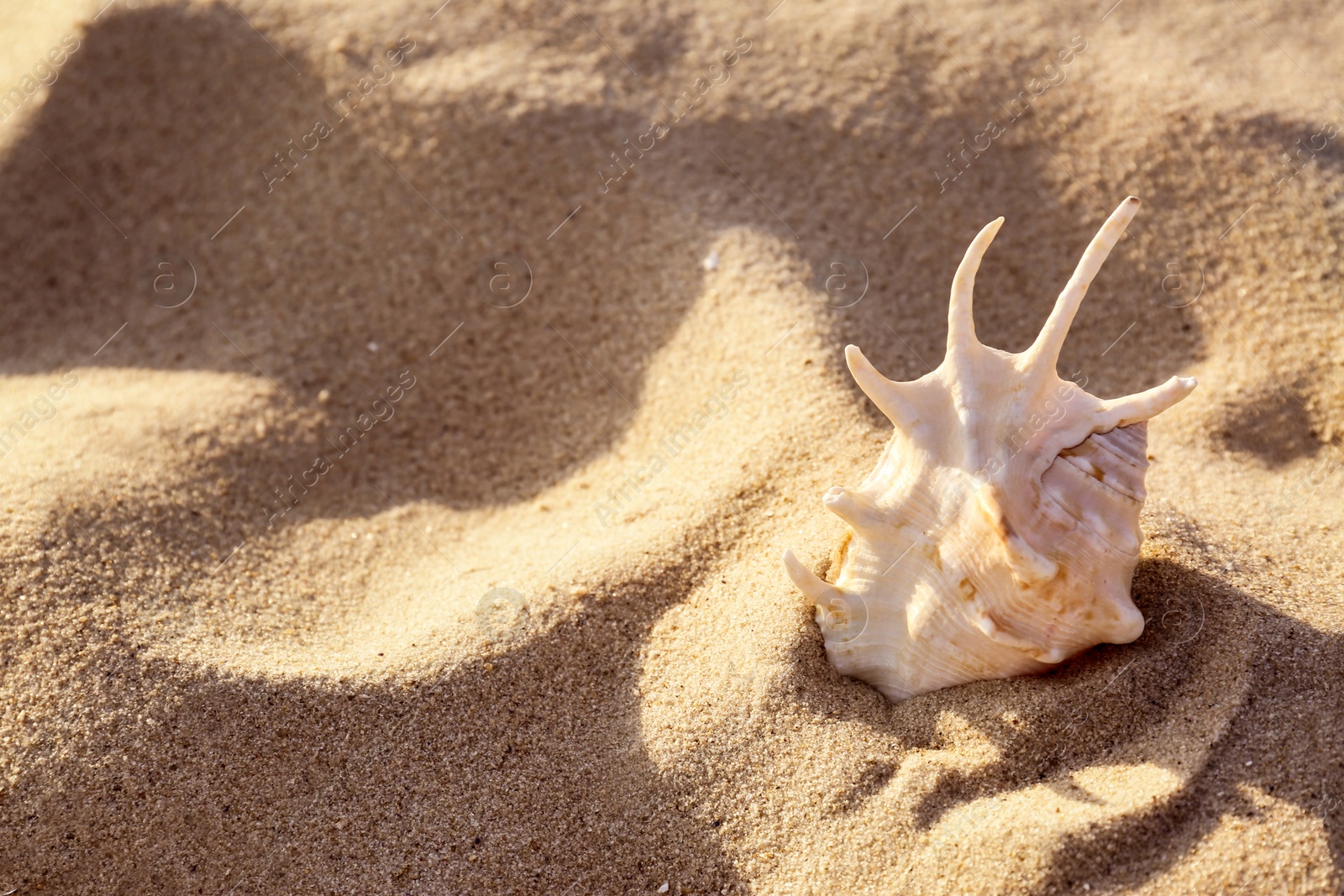 Photo of Sandy beach with beautiful seashell on sunny summer day. Space for text