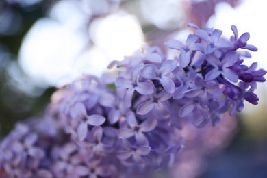 Photo of Closeup view of beautiful blossoming lilac shrub outdoors