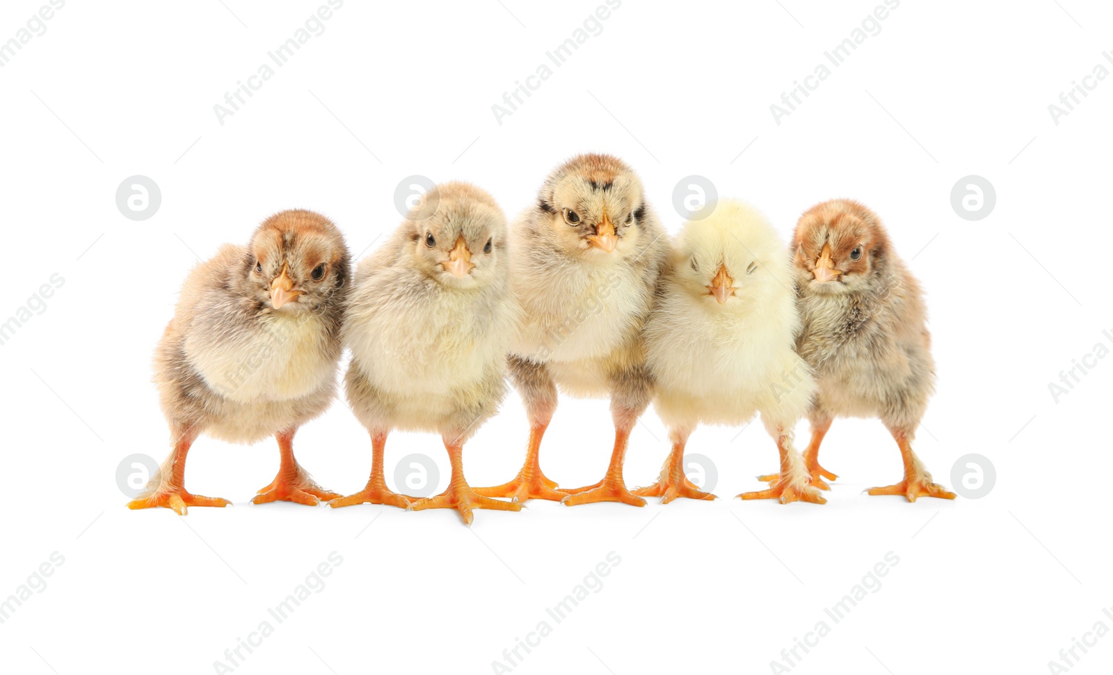 Photo of Many cute chicks isolated on white. Baby animals