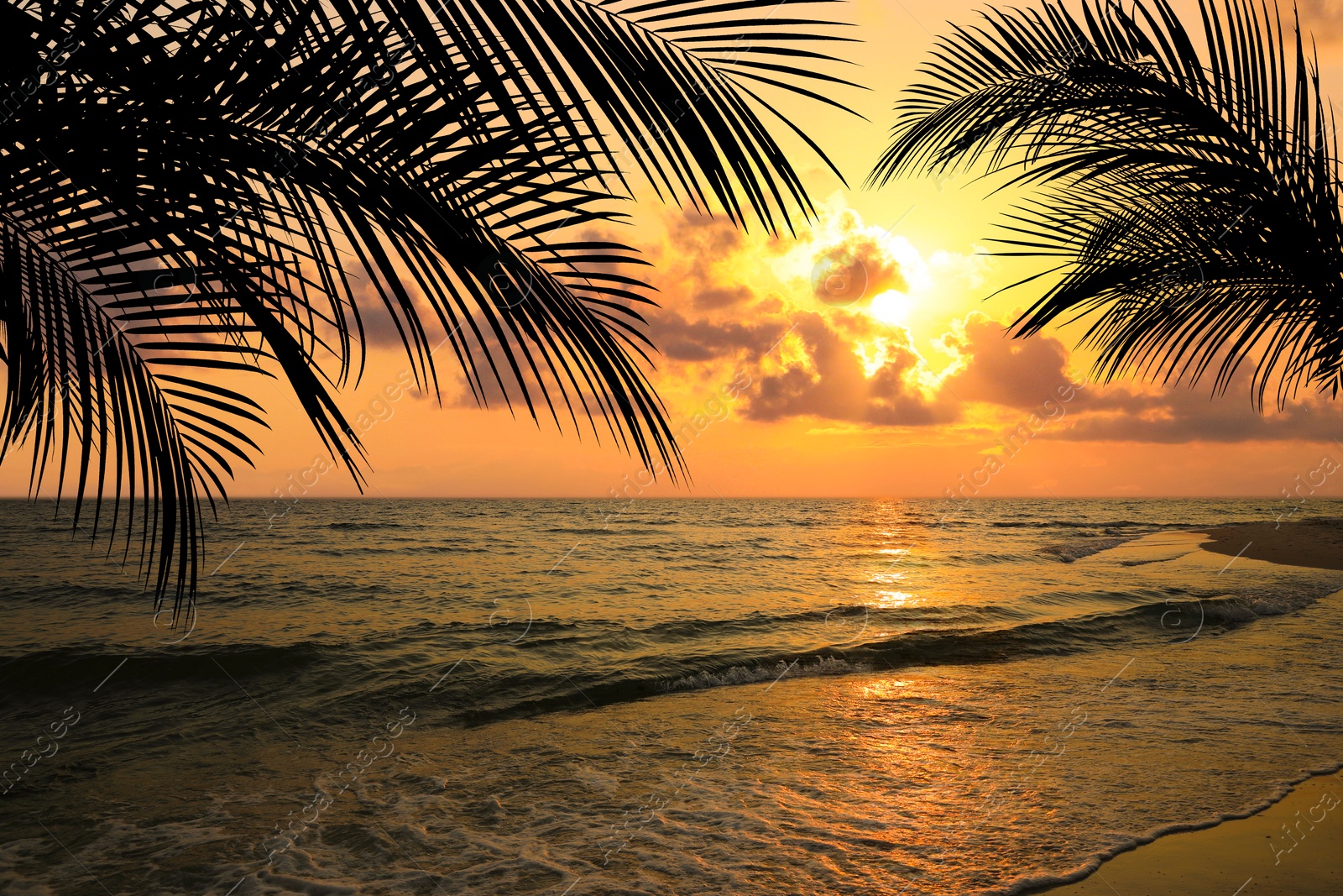 Image of Picturesque view of tropical beach with palm trees at sunset