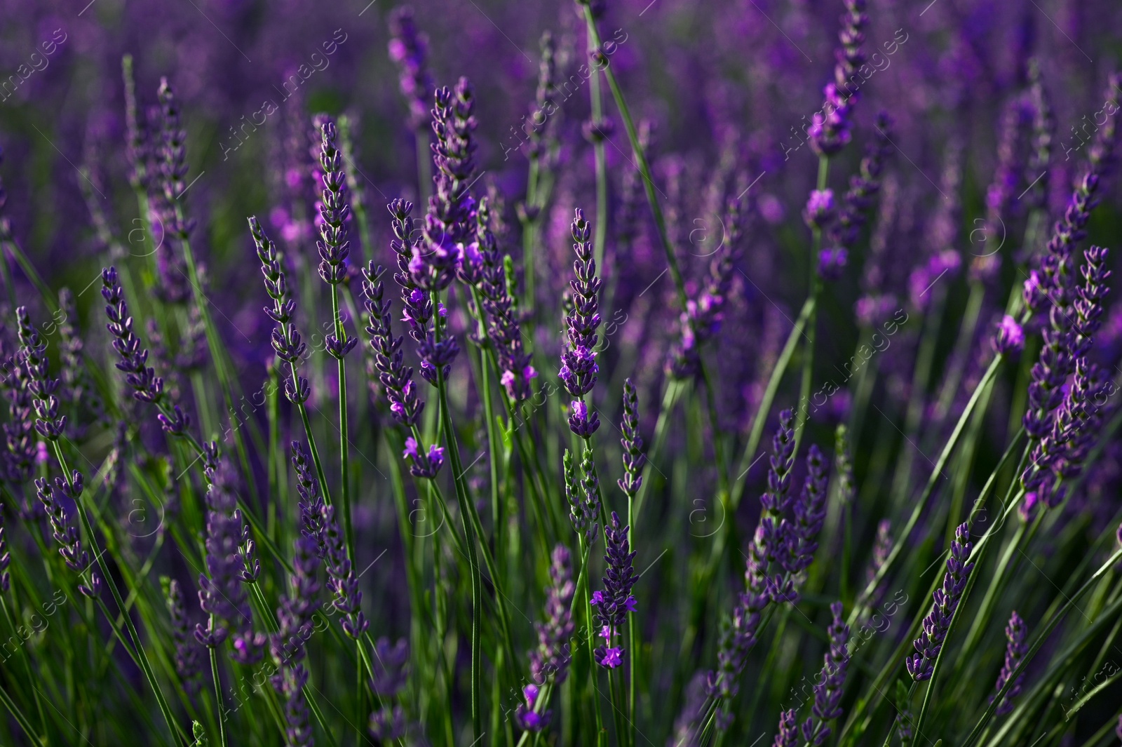 Photo of Beautiful blooming lavender plants growing in field, closeup