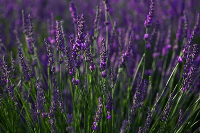 Beautiful blooming lavender plants growing in field, closeup