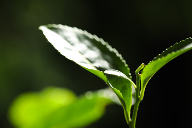 Photo of Closeup view of green tea plant against dark background