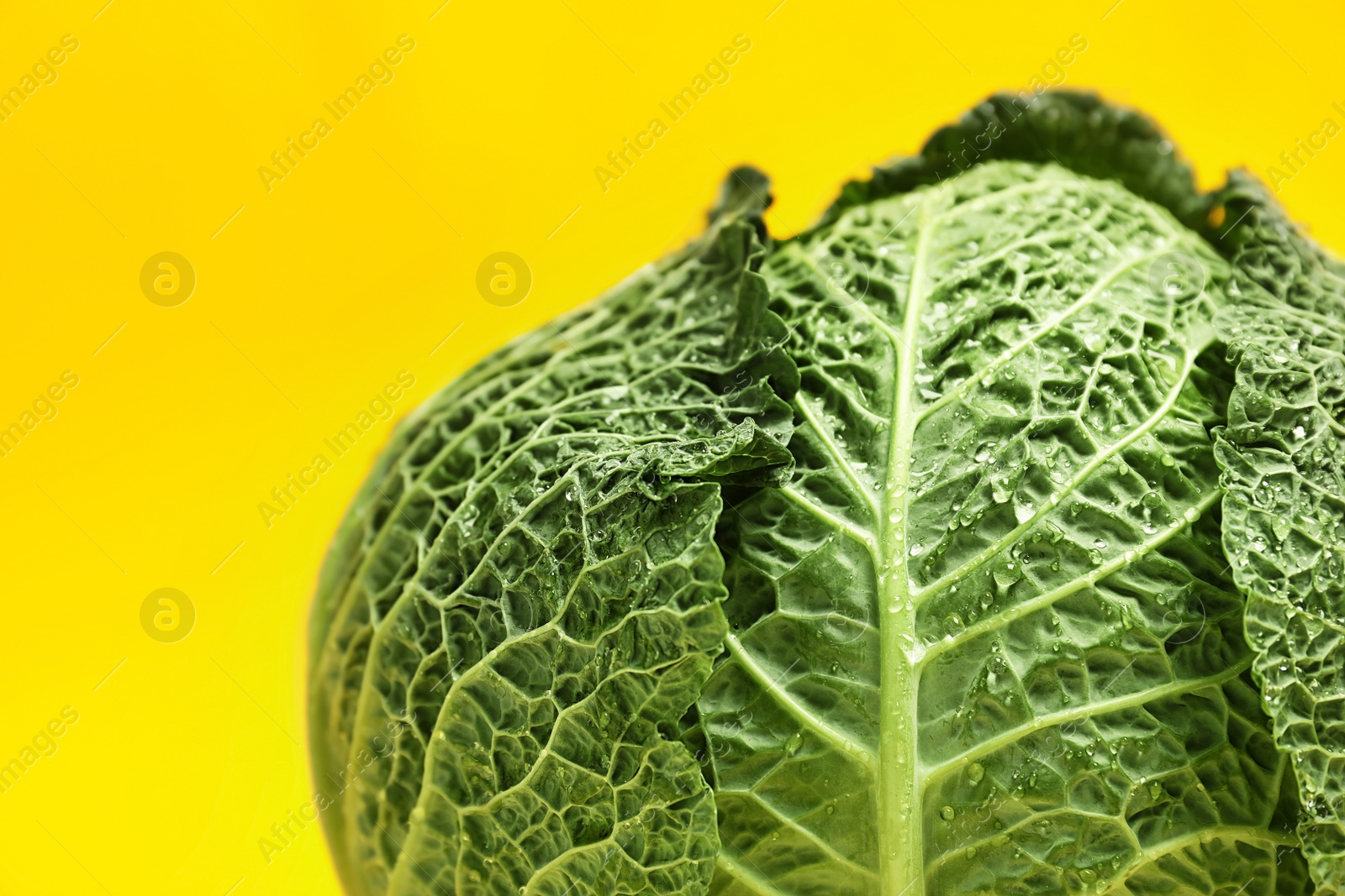 Photo of Fresh green savoy cabbage on color background