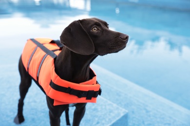 Photo of Dog rescuer wearing life vest in swimming pool outdoors, closeup