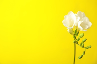 Photo of Beautiful freesia with fragrant flowers on color background. Space for text