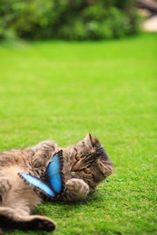 Cute tabby cat with beautiful Blue Morpho butterfly on green grass