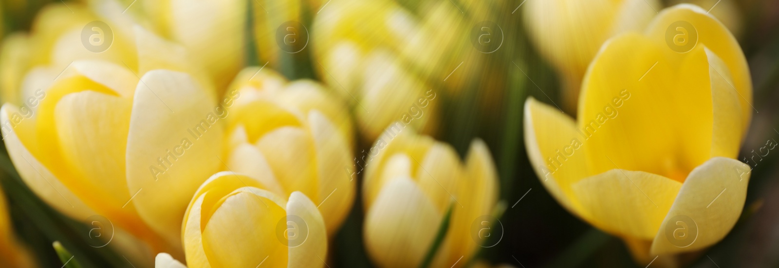 Image of Beautiful yellow crocus flowers growing in garden, closeup. Banner design 