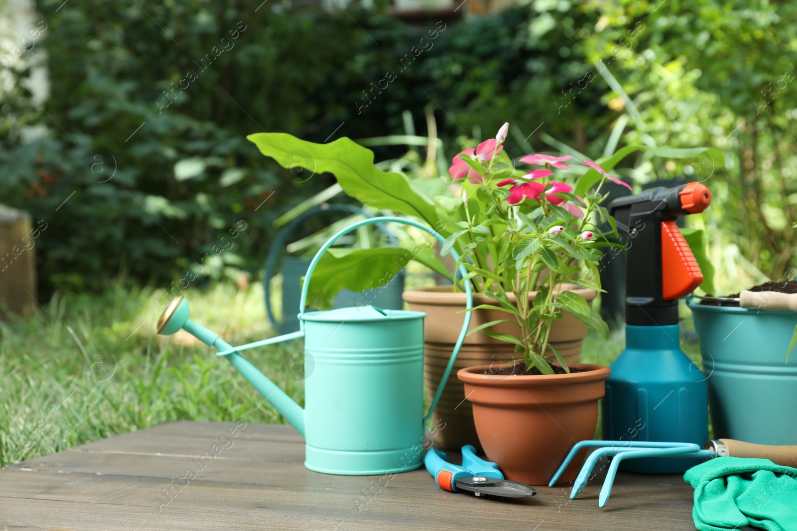 Photo of Beautiful plants and gardening tools on wooden table at backyard