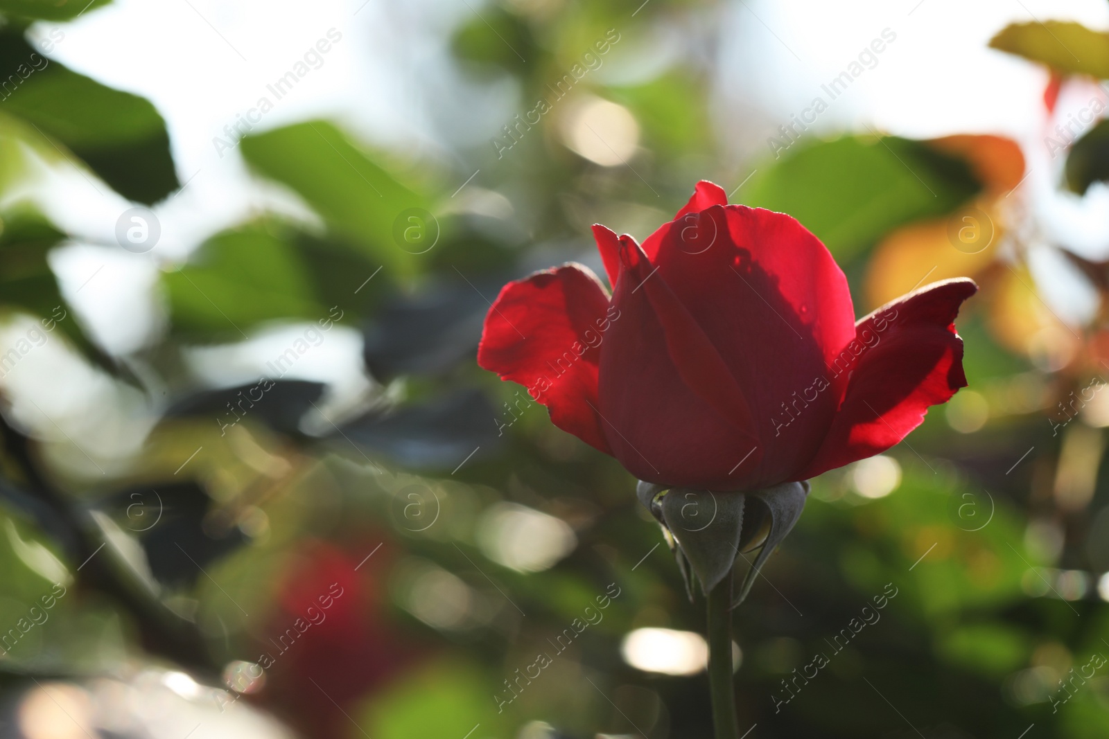 Photo of Beautiful blooming rose in garden on sunny day, space for text