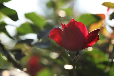 Photo of Beautiful blooming rose in garden on sunny day, space for text