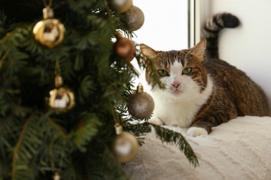 Photo of Cute cat and Christmas tree at home. Funny pet