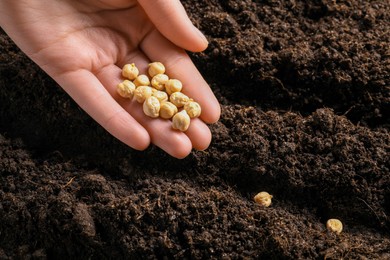 Woman planting chickpea seeds into fertile soil, closeup. Vegetable growing