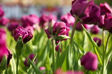 Photo of Beautiful colorful tulips growing in flower bed, selective focus