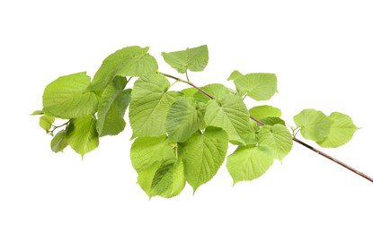 Photo of Branch of linden tree with young fresh green leaves isolated on white. Spring season