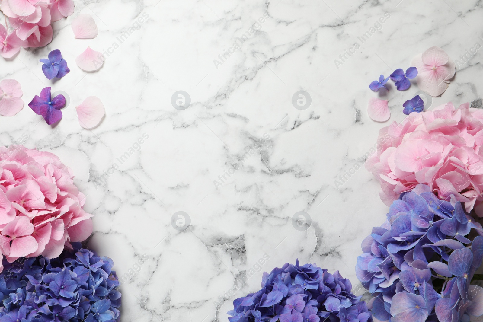 Photo of Beautiful hortensia flowers on white marble table, flat lay. Space for text