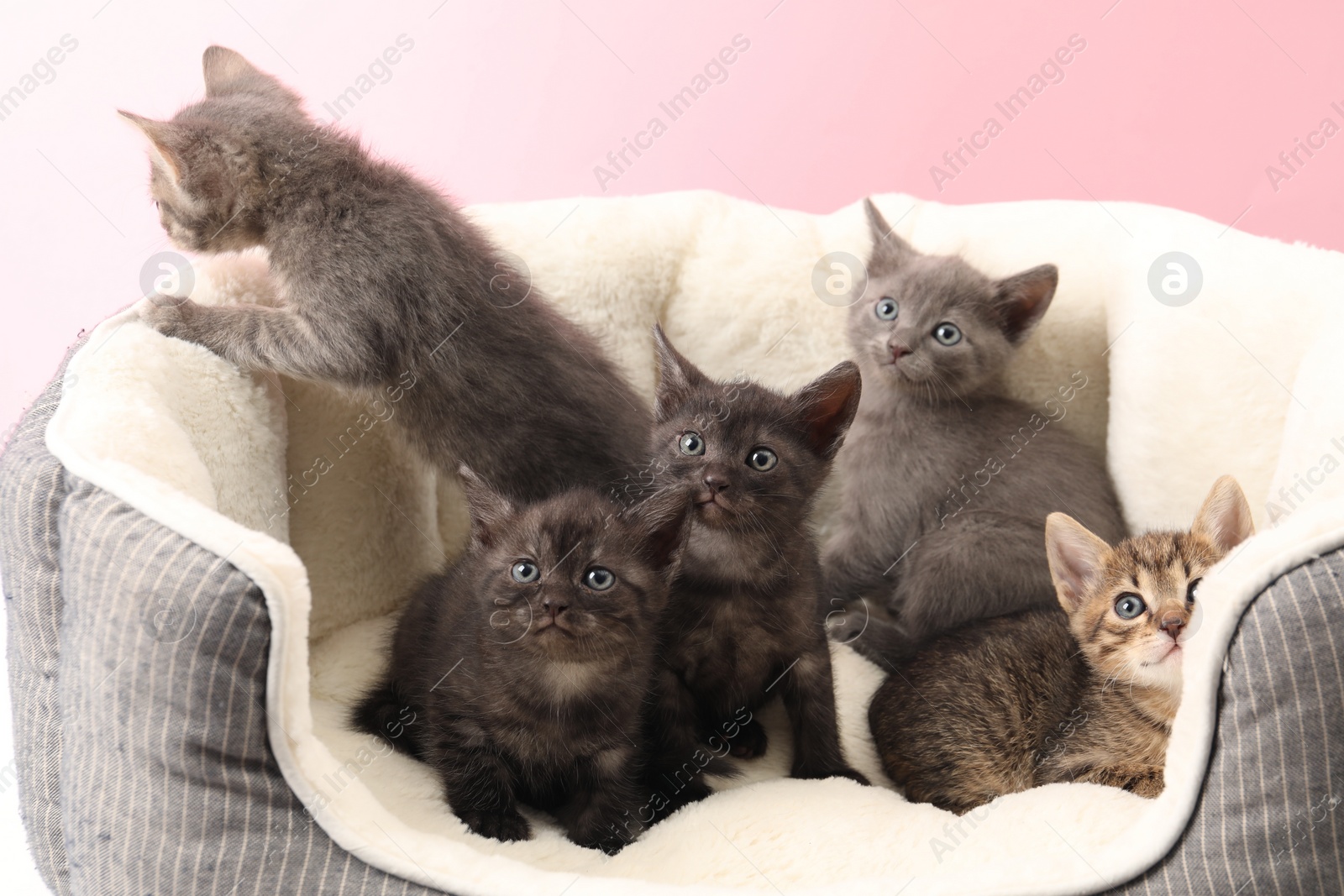 Photo of Cute fluffy kittens on pet bed. Baby animals