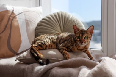 Cute Bengal cat lying on windowsill at home. Adorable pet