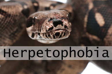 Image of Closeup view of brown boa constrictor. Herpetophobia concept