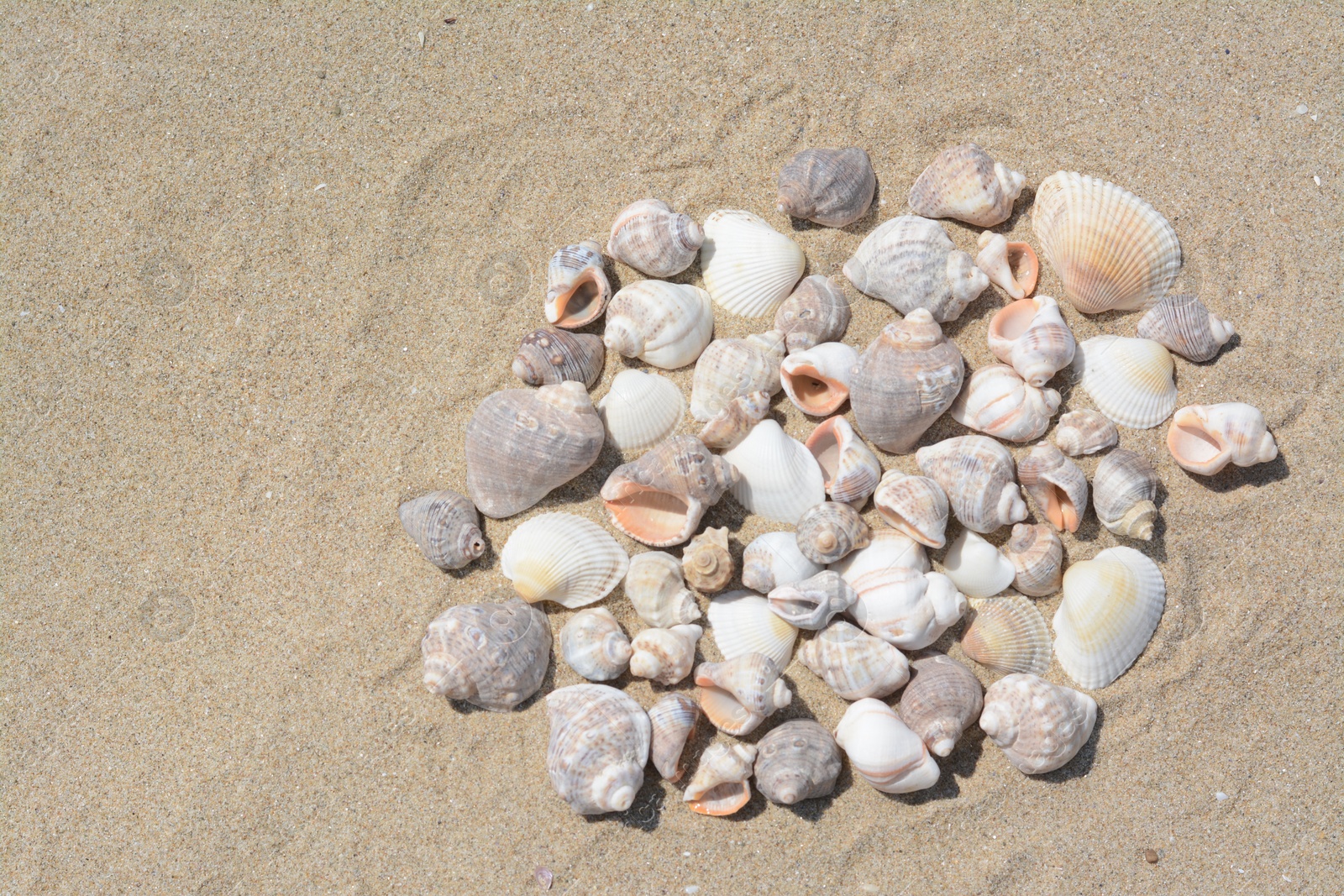 Photo of Many beautiful sea shells on sandy beach, above view. Space for text