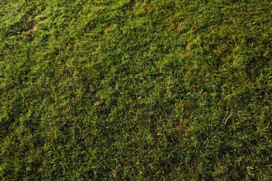 Photo of Ground covered with beautiful bright green grass outdoors