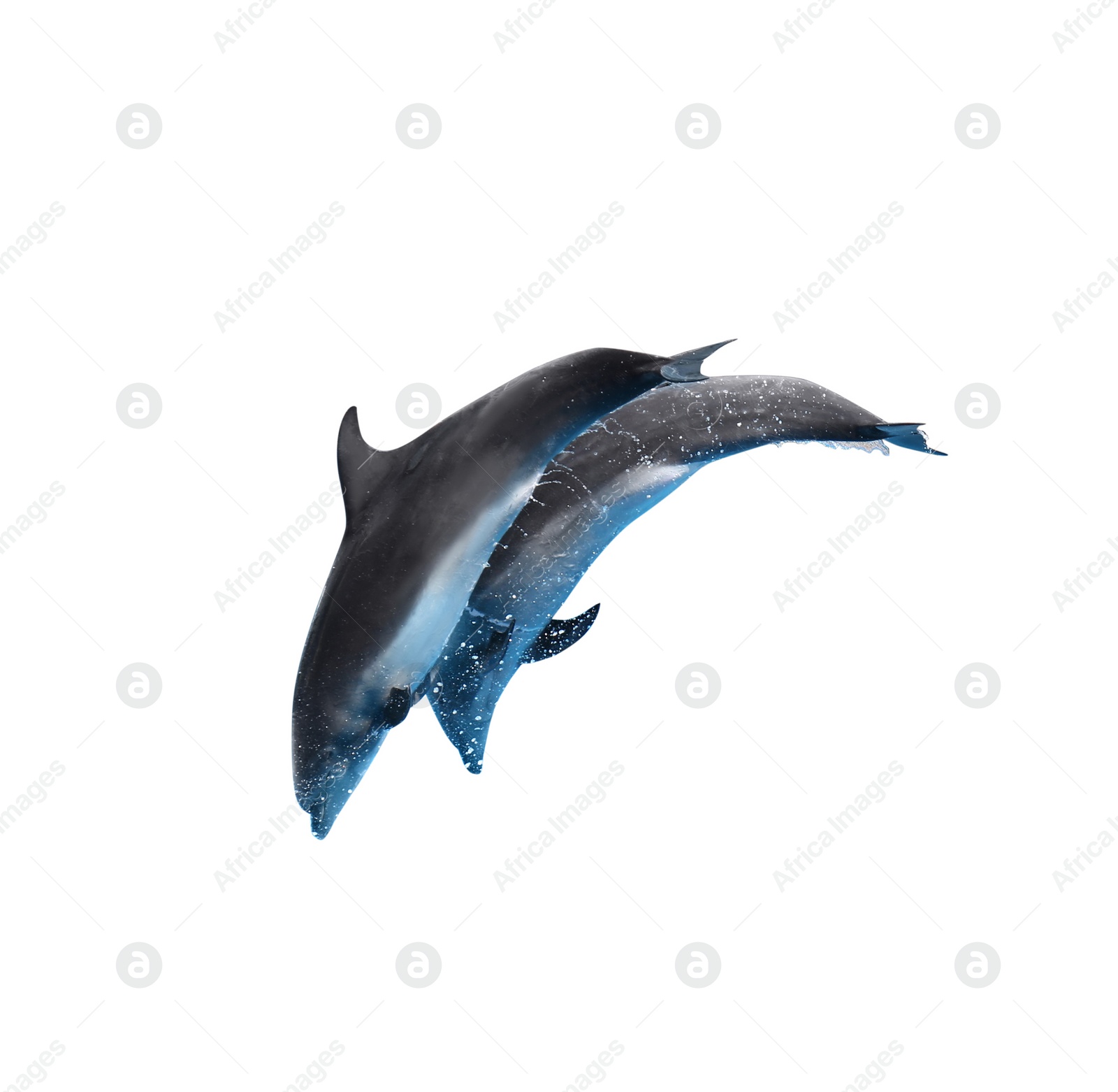 Image of  Beautiful grey bottlenose dolphins on white background